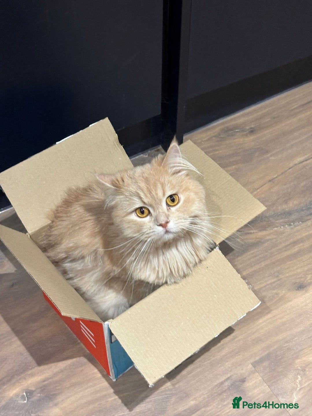 Mixed Breed cats for adoption: SIMBA BEAUTIFUL PERSIAN BOY MEDIUM ENERGY - Image 2
