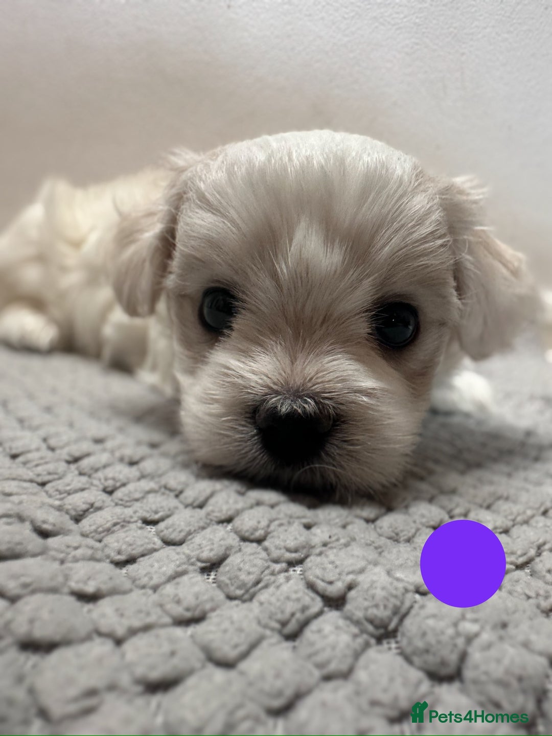 Maltese dogs for sale: Cute Maltese Puppies Looking for Loving Homes🇬🇧  - Image 17