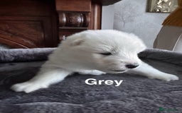 Samoyed dogs for sale: Samoyed Puppies — Ready to Reserve Now! - Image 7