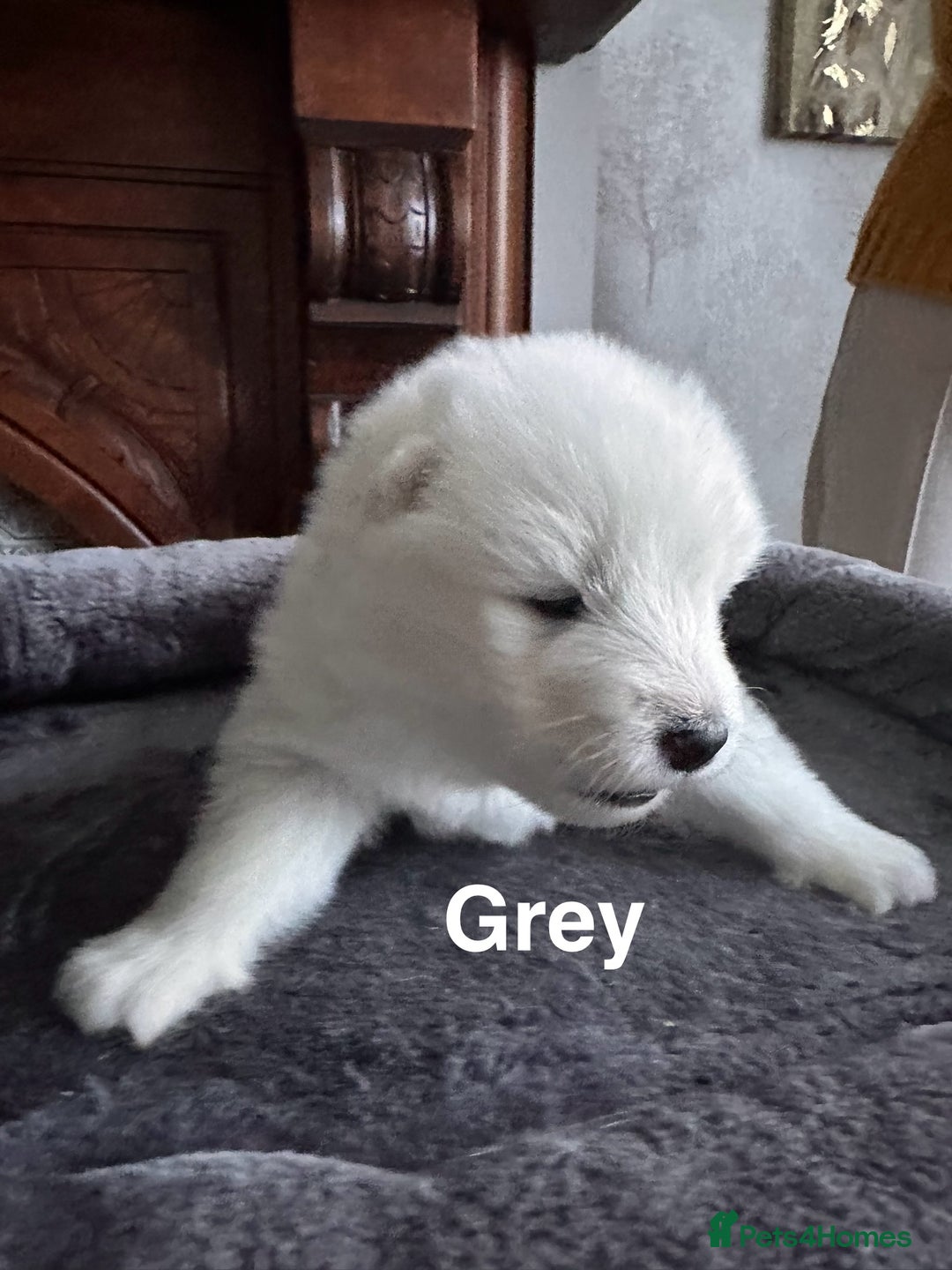 Samoyed dogs for sale: Samoyed Puppies — Ready to Reserve Now! - Image 7