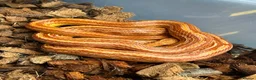 Corn Snake reptiles for sale: Various corn snakes/colubrids at urban exotics  - Advert 2