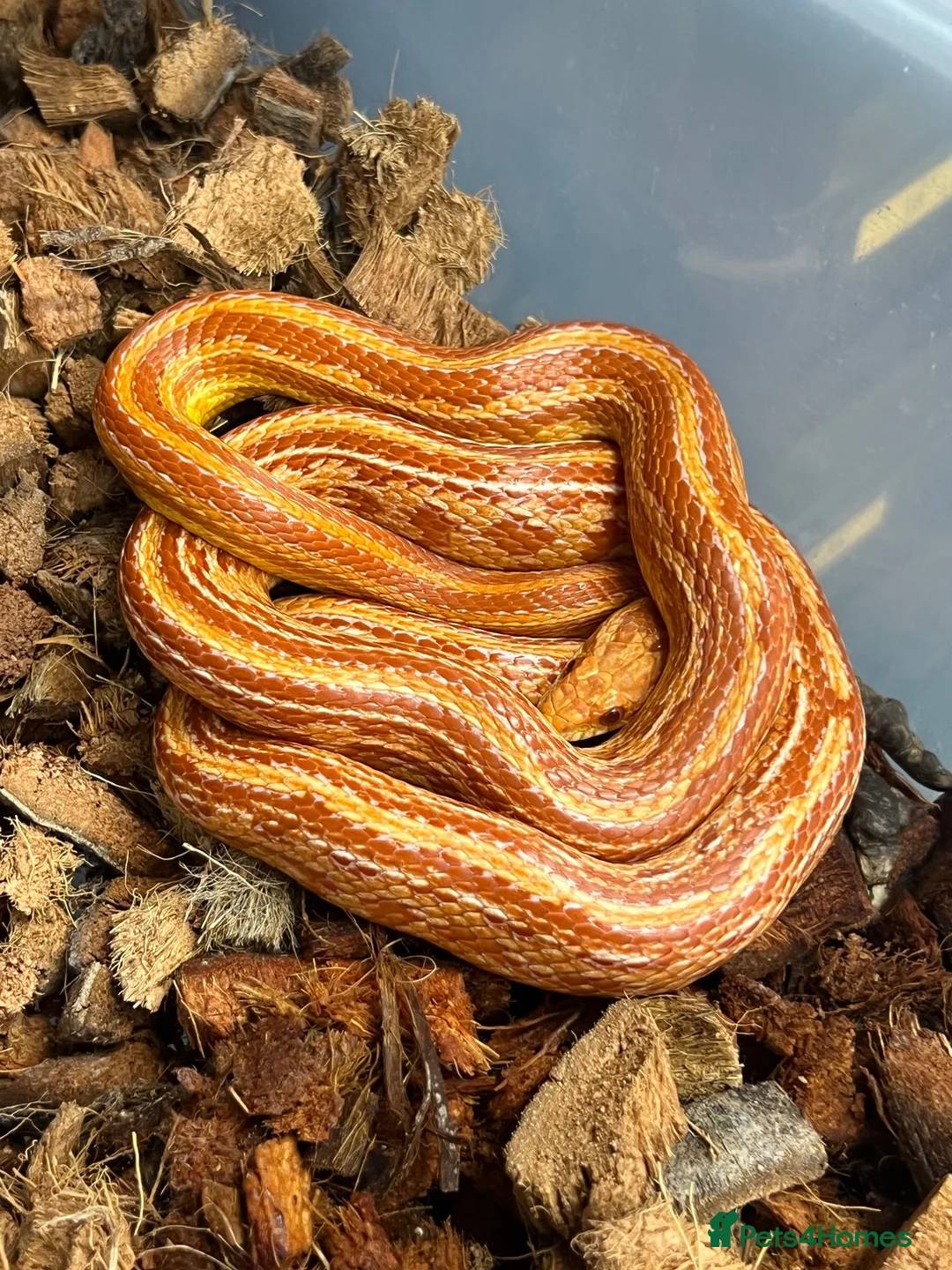 Corn Snake reptiles for sale: Various corn snakes/colubrids at urban exotics  - Advert 2