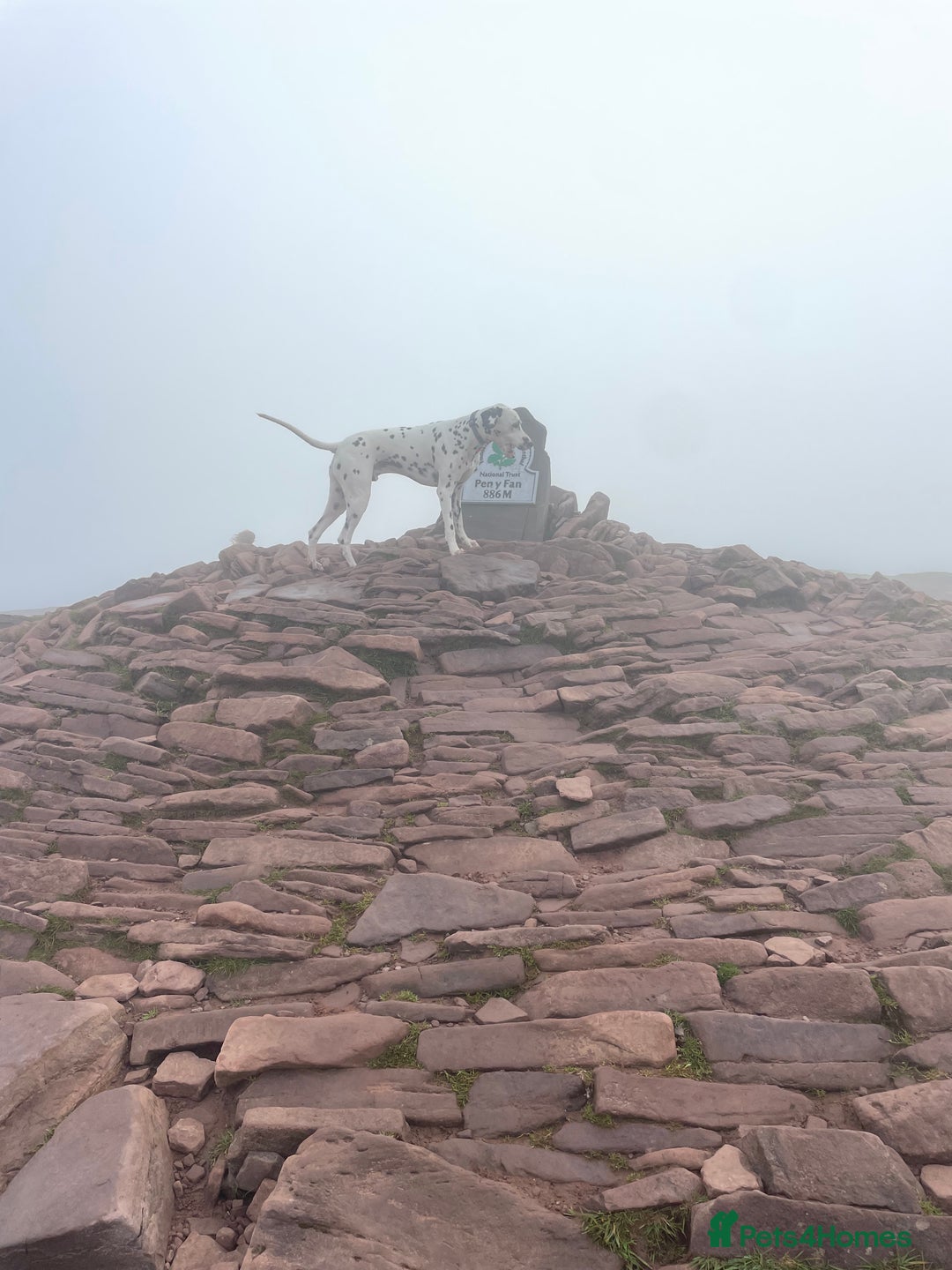 Dalmatian dogs for sale: Potential rehome - male LUA Dalmatian  - Advert 6