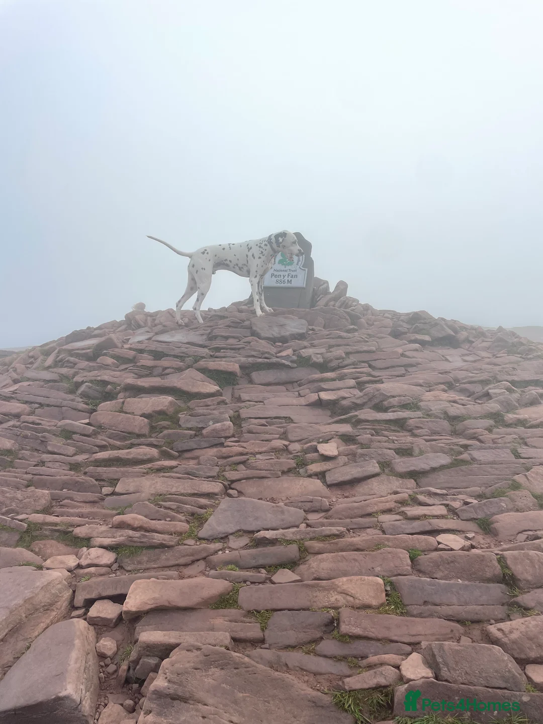 Dalmatian dogs for sale: Potential rehome - male LUA Dalmatian  - Advert 6