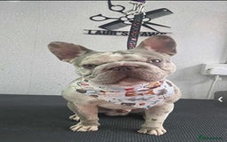 French Bulldog dogs for sale: Micro frenchie male  - Image 1