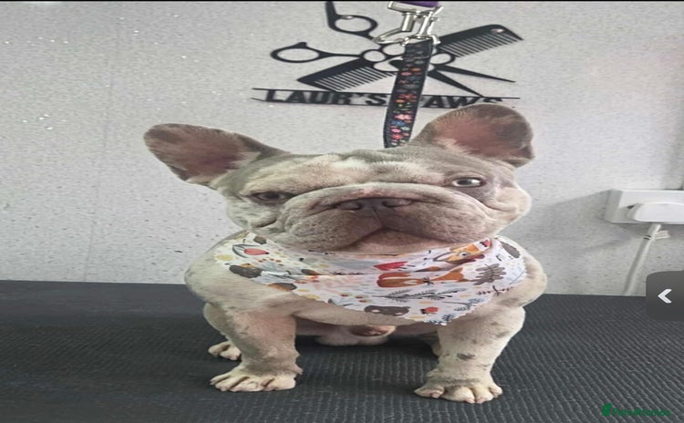 French Bulldog dogs - Advert 8