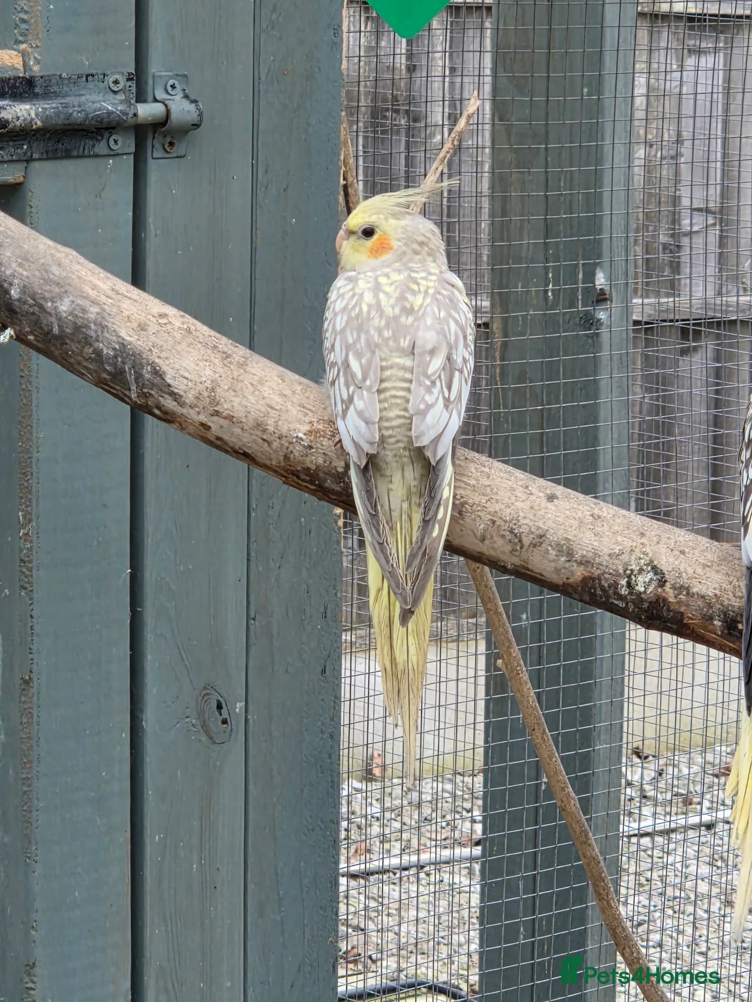 Cockatiels birds for sale: Stunning Young Cockatiels For Sale - Advert 2