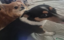 Chihuahua dogs for adoption: Bonded pair jackawawa & Pomchi - Image 3