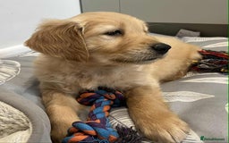 Golden Retriever dogs for sale: Beautiful Chunky KC Golden Retriever Puppies - Image 21