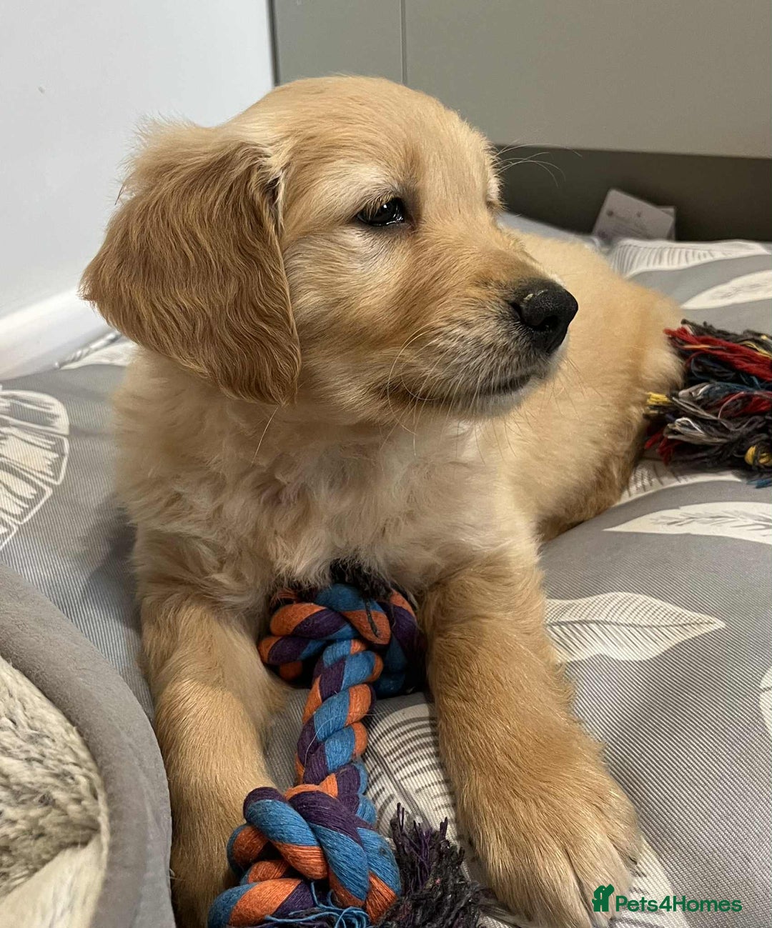 Golden Retriever dogs for sale: Beautiful Chunky KC Golden Retriever Puppies - Image 21