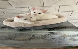 Turkish Van cats for sale: Gorgeous and Loving Turkish Van kittens - Image 4