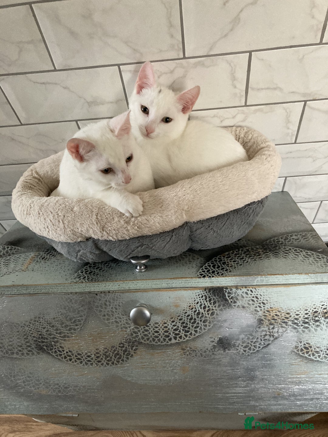 Turkish Van cats for sale: Gorgeous and Loving Turkish Van kittens - Image 4