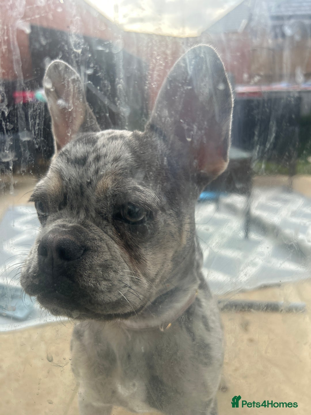 French Bulldog dogs for sale: French bulldog  - Image 2