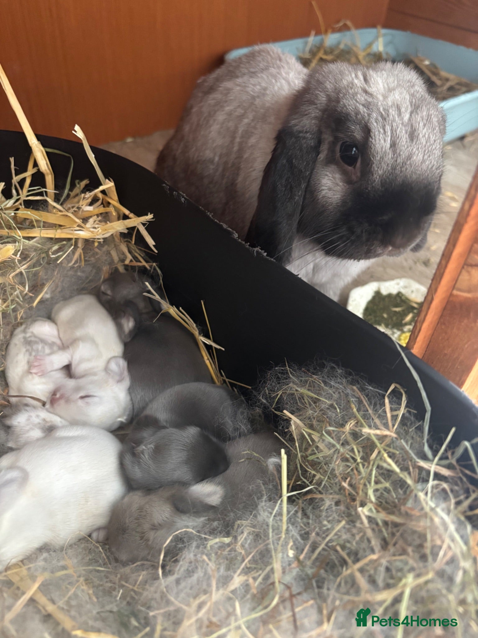 Mini Lop rabbits New born mini lop rabbits - Advert 2