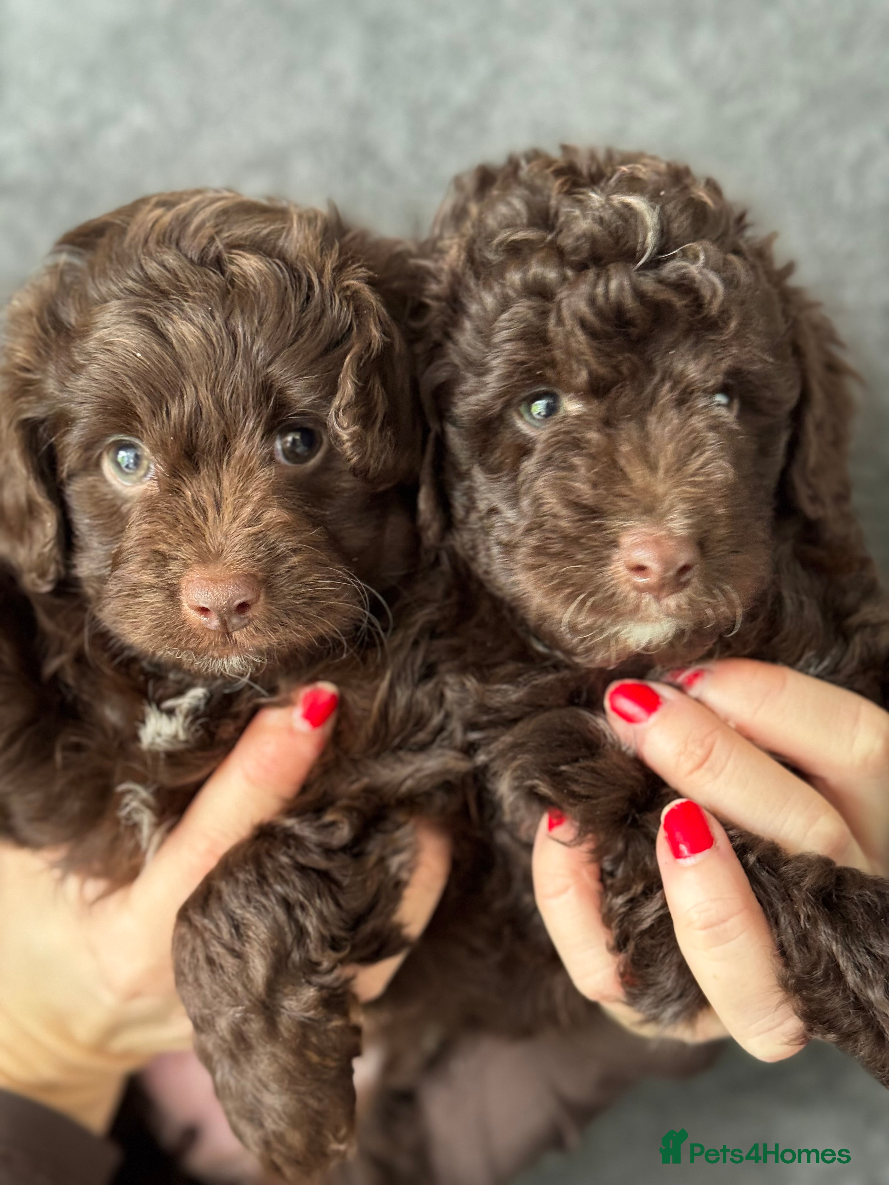 Aussiedoodle dogs Miniature Aussiedoodle Puppies (Poodle X) - Advert 6