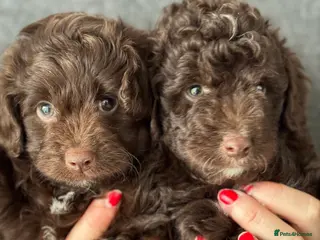 Aussiedoodle dogs Miniature Aussiedoodle Puppies (Poodle X) - Advert 6