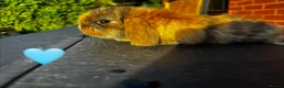 Mini Lop rabbits for sale: 🐰 Adorable Mini Lops 🐰  - Advert 7