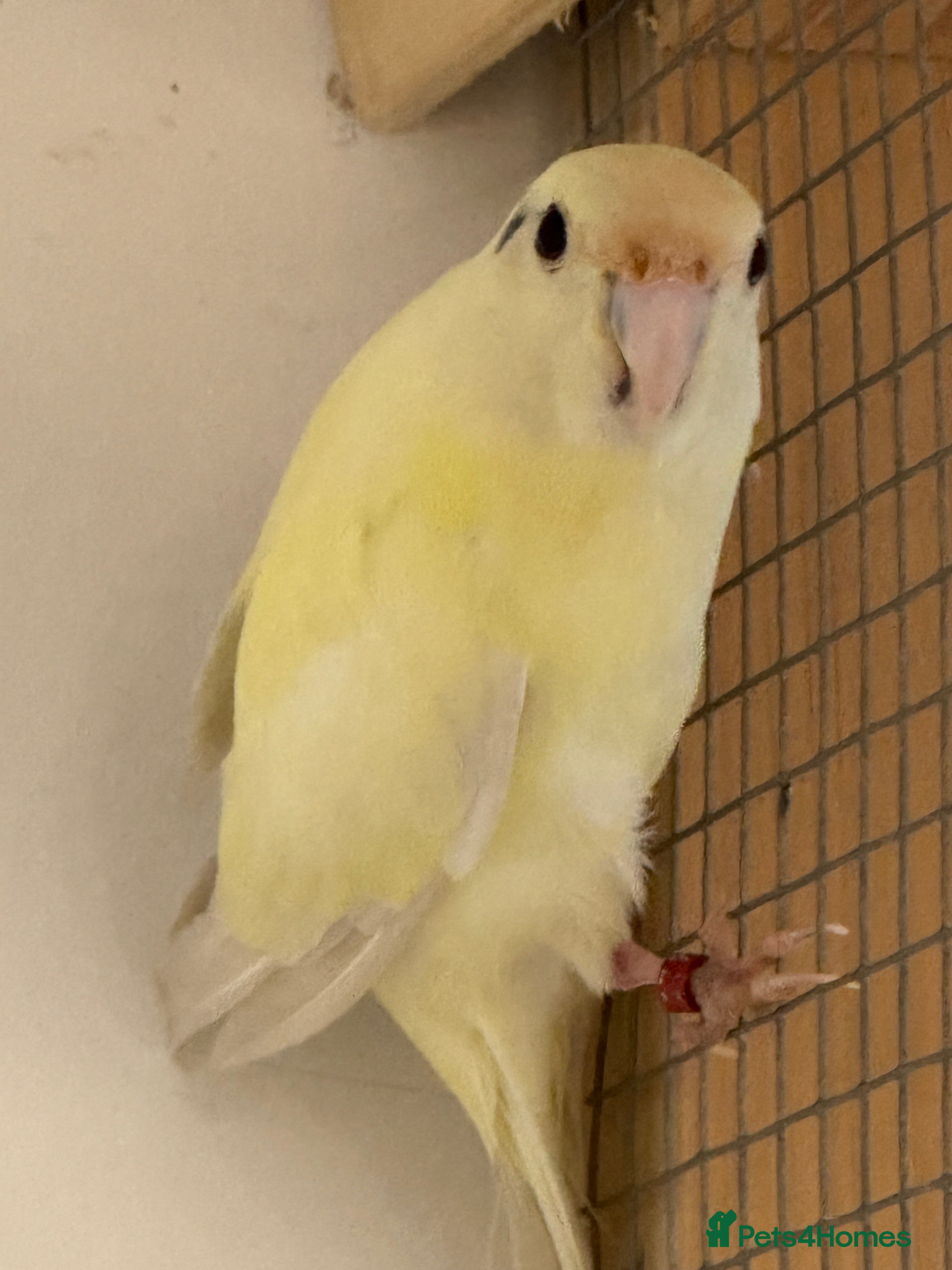 Parakeets birds KAKARIKIS, MALES AND FEMALES AVAILABLE, PIED ETC - Advert 5