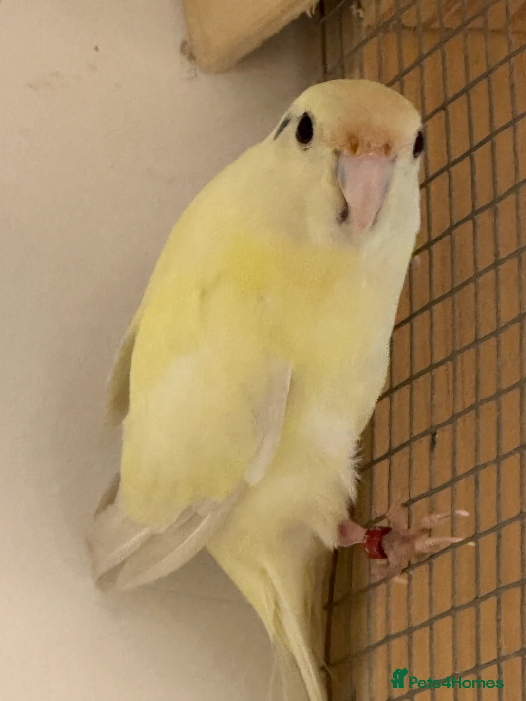 Parakeets birds for sale: KAKARIKIS, MALES AND FEMALES AVAILABLE, PIED ETC - Advert 1
