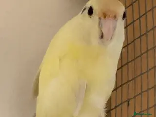 Parakeets birds KAKARIKIS, MALES AND FEMALES AVAILABLE, PIED ETC - Advert 5