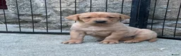 Labrador Retriever dogs for sale: 4th generation - fully health tested - view now - Advert 1