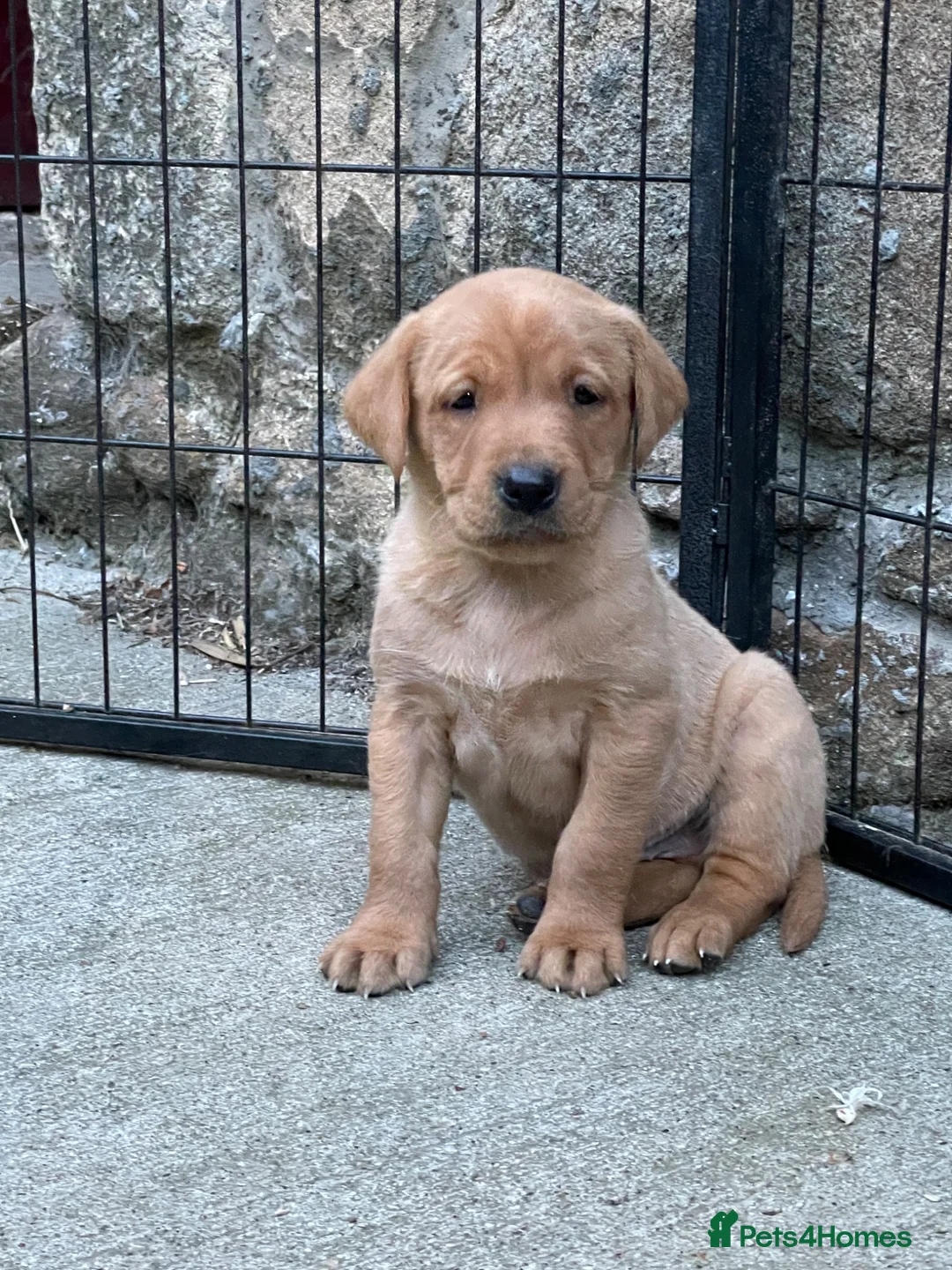 Labrador Retriever dogs for sale: 4th generation - fully health tested - view now - Advert 1