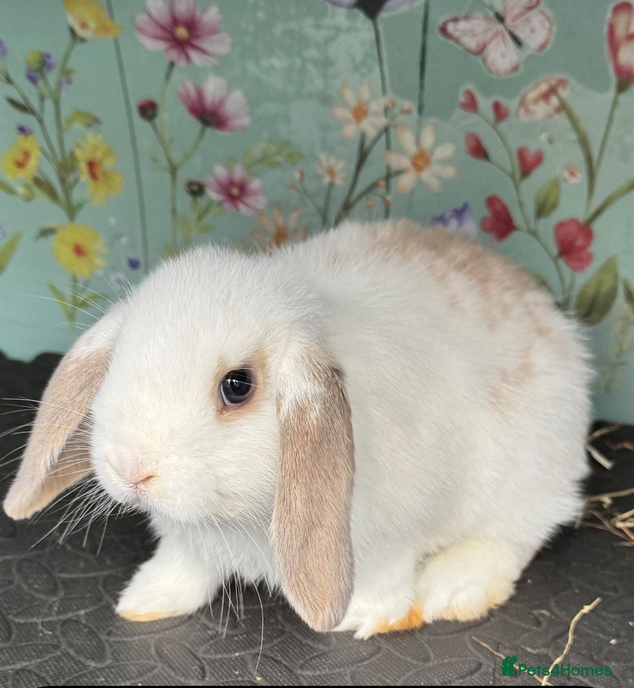 Mini Lop rabbits Mini Lop Rabbit Doe Female Bunnies - Advert 1