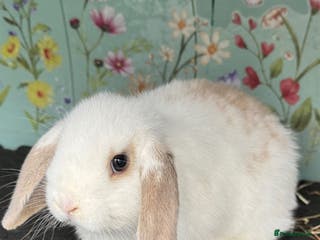 Mini Lop rabbits Mini Lop Rabbit Doe Female Bunnies - Advert 1