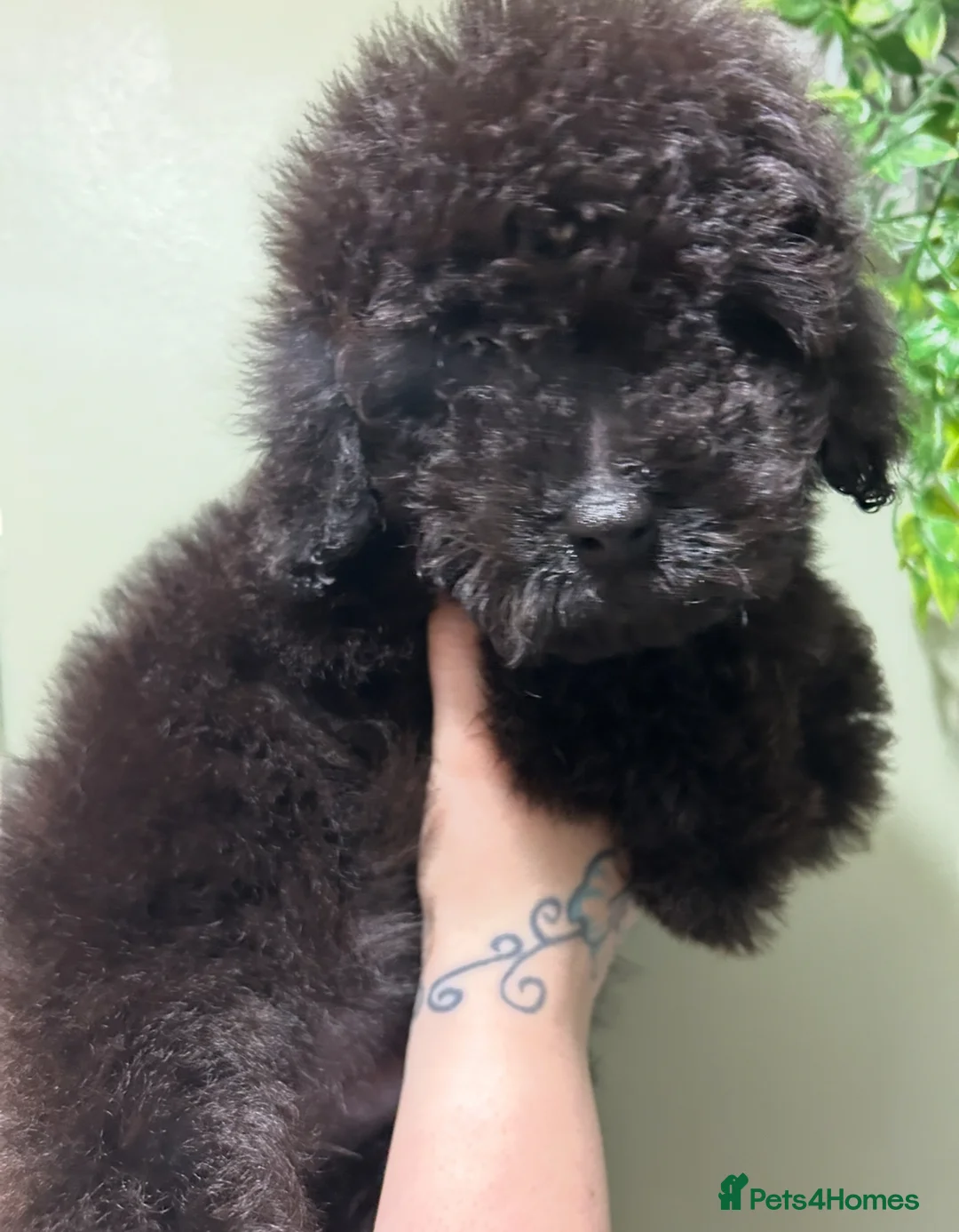 Cavapoo dogs for sale: Last 3 beautiful f1b Cavapoo - Advert 15