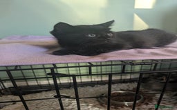 Mixed Breed cats for sale: Beautiful kittens - Image 7