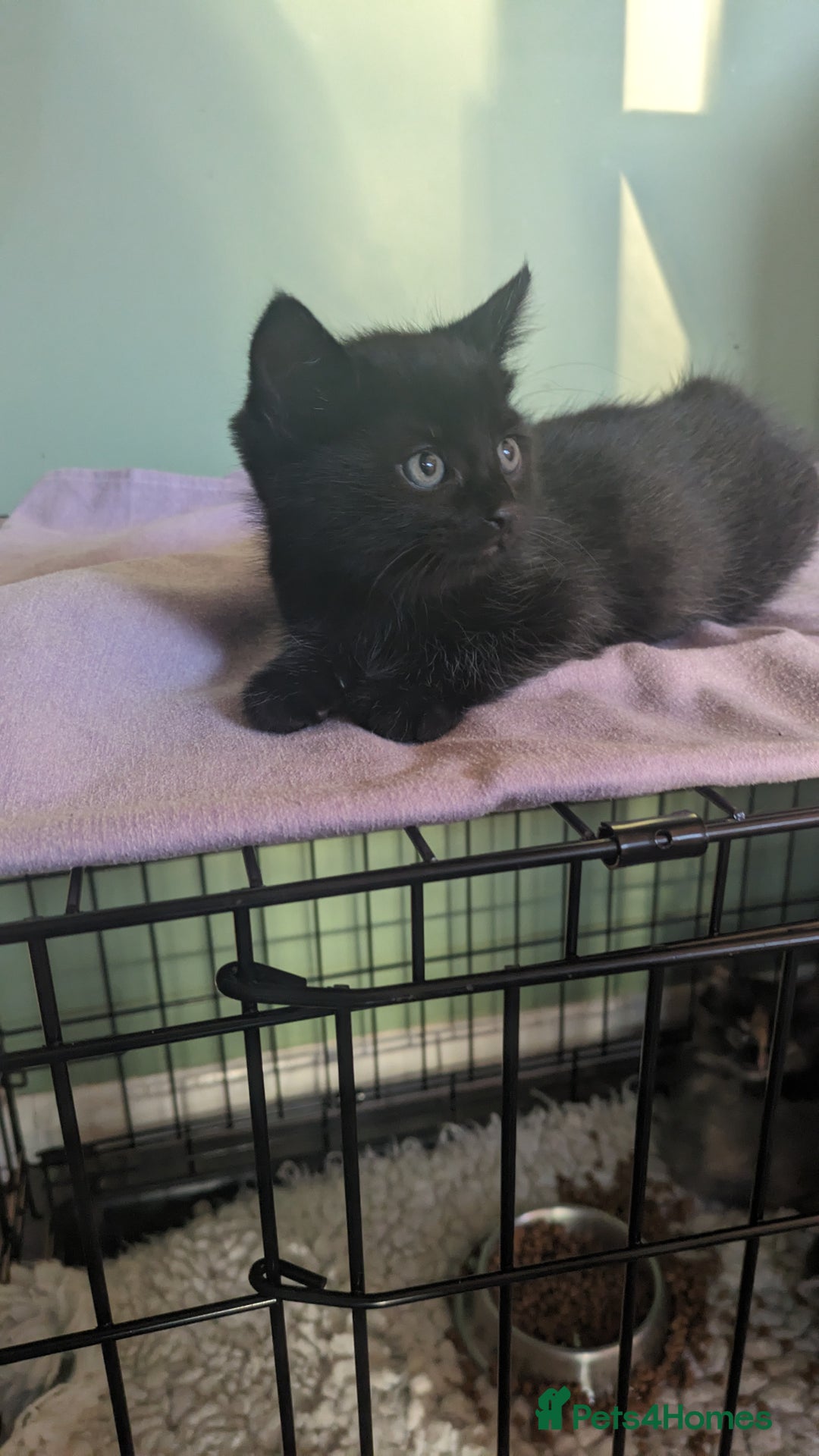 Mixed Breed cats for sale: Beautiful kittens - Image 7