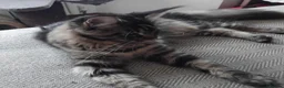 Maine Coon cats for sale: Maine coon black tabby, big size, registred - Advert 9