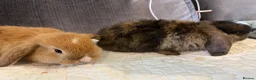 Mini Lop rabbits for sale: Mixed mini lops - Advert 3