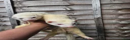 Ferret rodents for sale: 2 albino jills  - Advert 16
