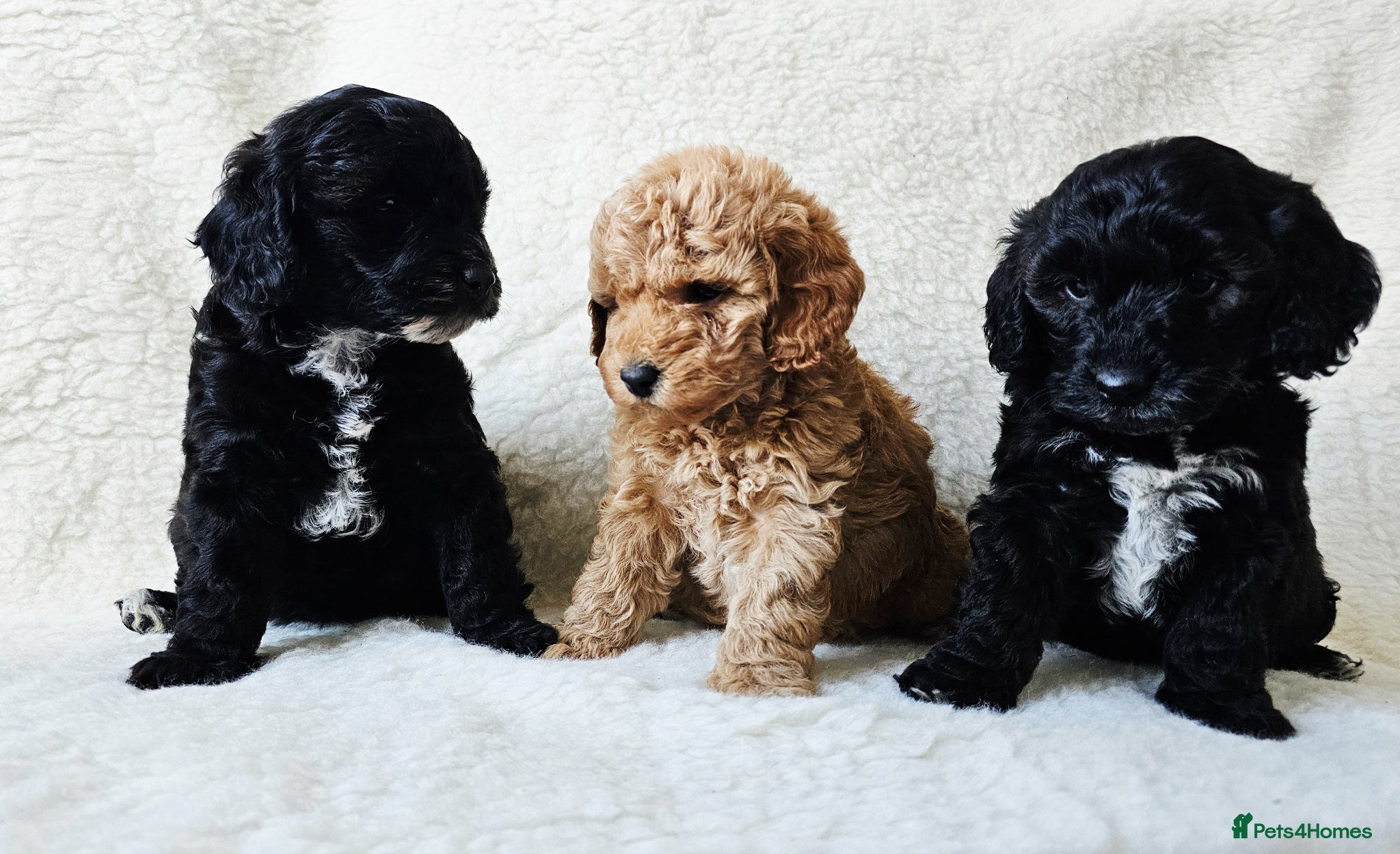 Cockapoo dogs for sale: F1B Show Cockerpoo puppies 3 available girls - Advert 1