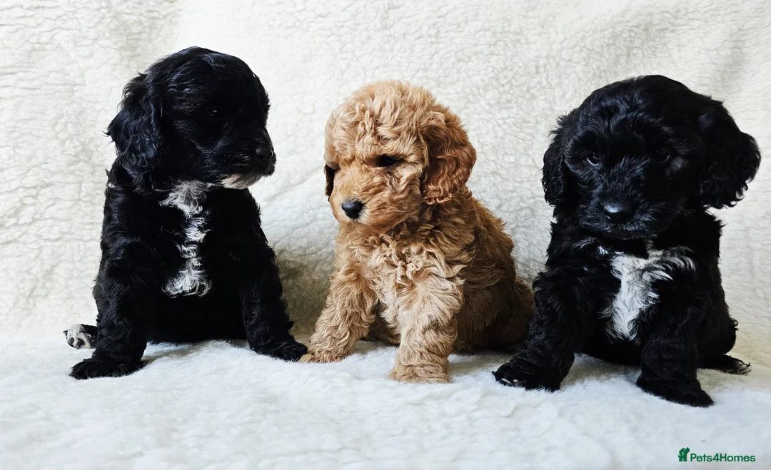 Cockapoo dogs for sale: F1B Show Cockerpoo puppies 3 available girls - Advert 1