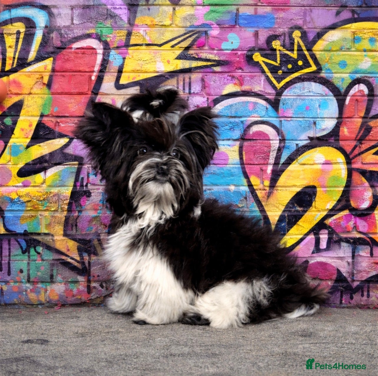 Yorkshire Terrier dogs Dropped prices!! Fantastic Tiny Boys🐾 Pedigree 🐾 - Advert 11