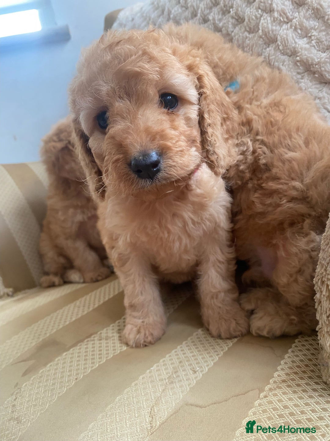 Cockapoo dogs for sale: F1B apricot cockapoos - Advert 9
