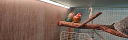 Lovebirds birds for sale: Pair of bonded love birds in Manchester - Advert 2