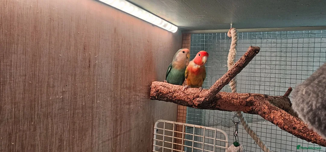 Lovebirds birds for sale: Pair of bonded love birds in Manchester - Advert 2