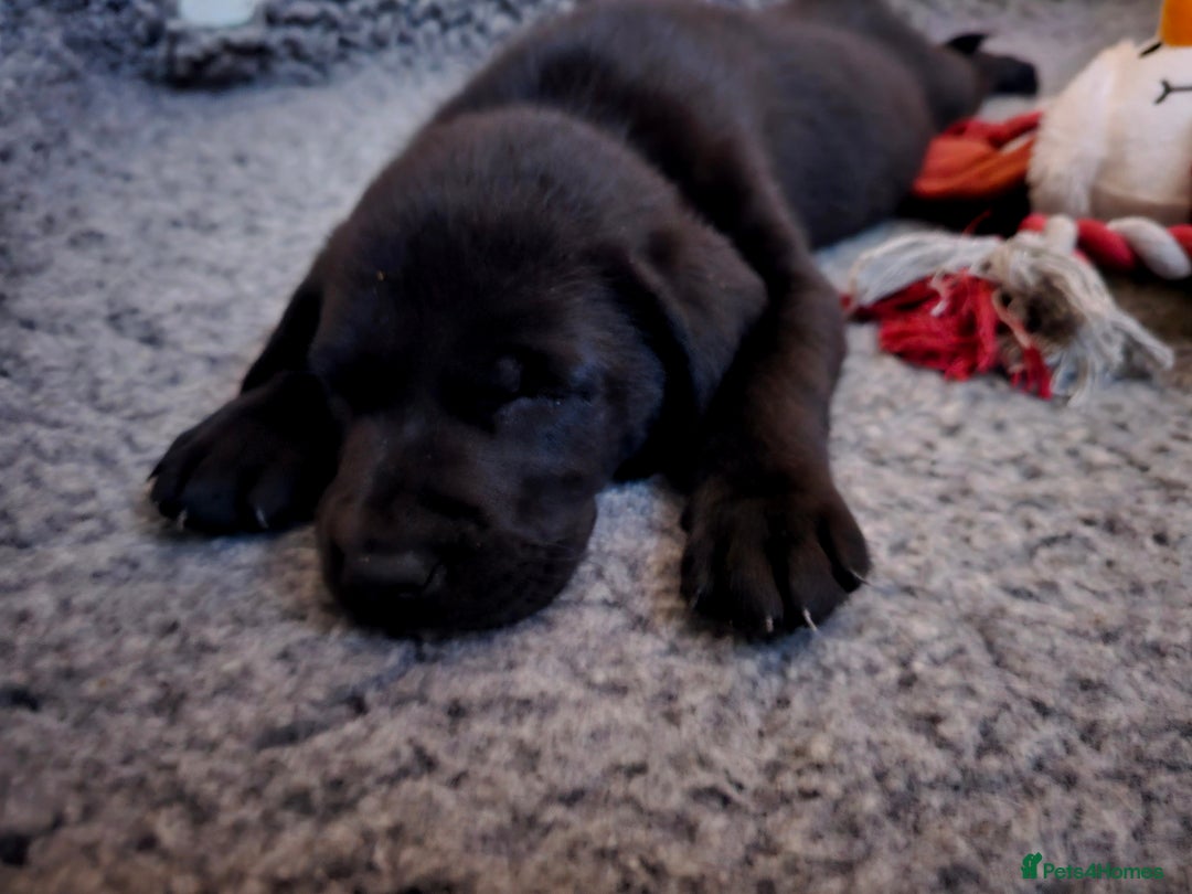 Labrador Retriever dogs for sale: 🐾 Labrador Puppies – Ready Early January 🐾 - Advert 22