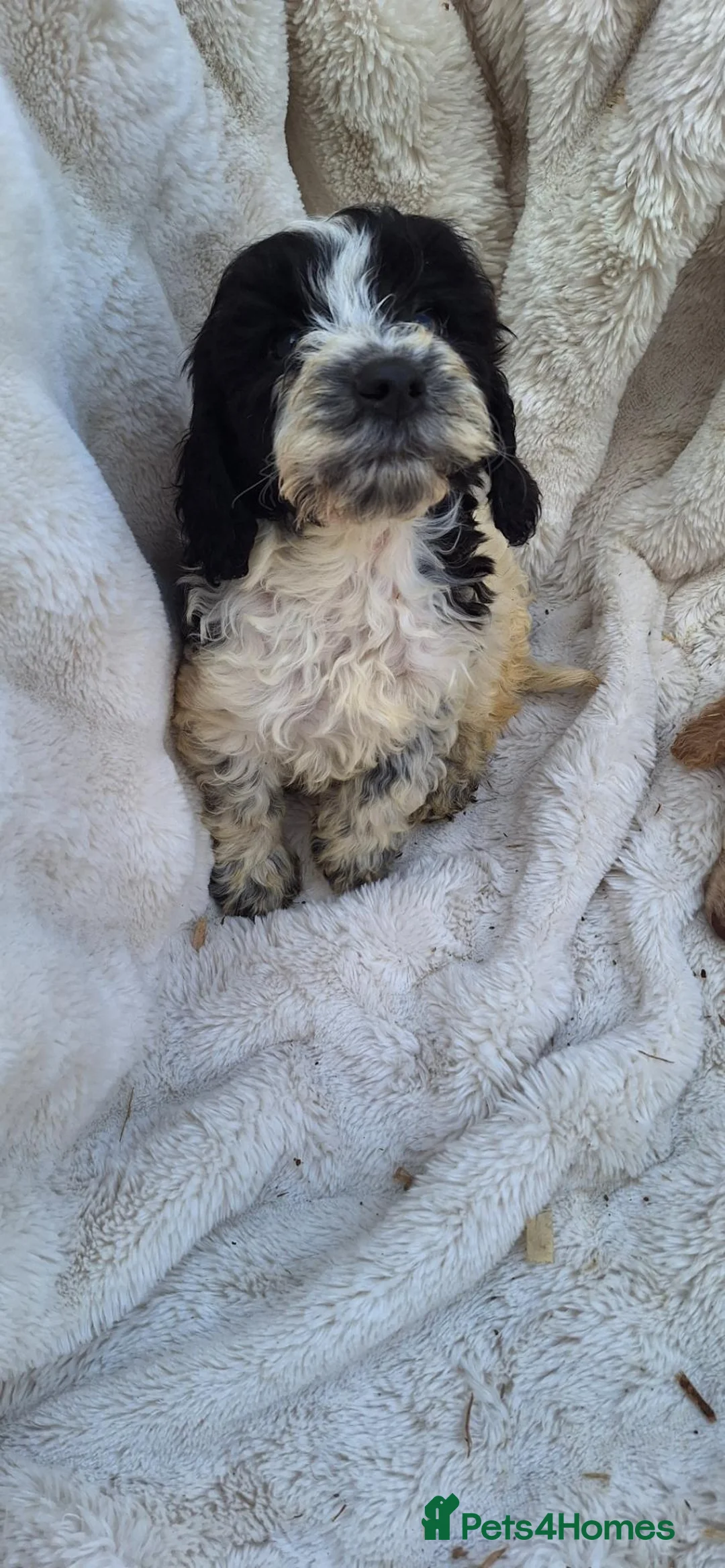 Cockapoo dogs for sale: 8 beautiful cockapoo pups  - Advert 1