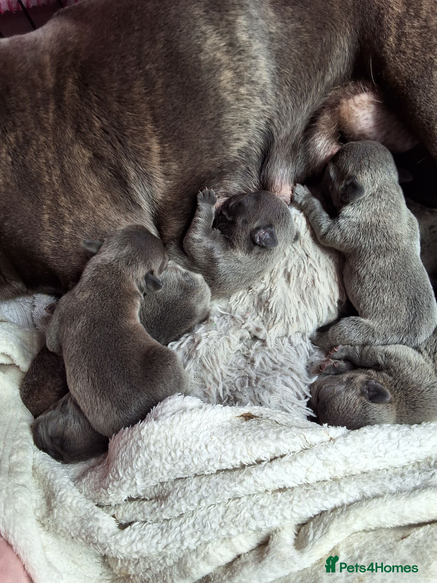 French Bulldog dogs Blue FrenchBulldog Puppies 3 Generations of Health - Advert 6