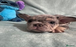 French Bulldog dogs for sale: 5 Male French Bulldog Puppies - Image 9