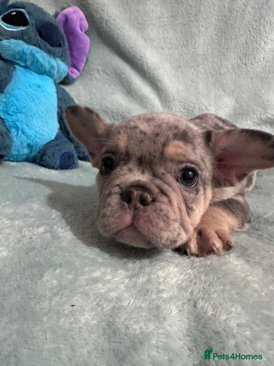 French Bulldog dogs for sale: 5 Male French Bulldog Puppies - Image 9