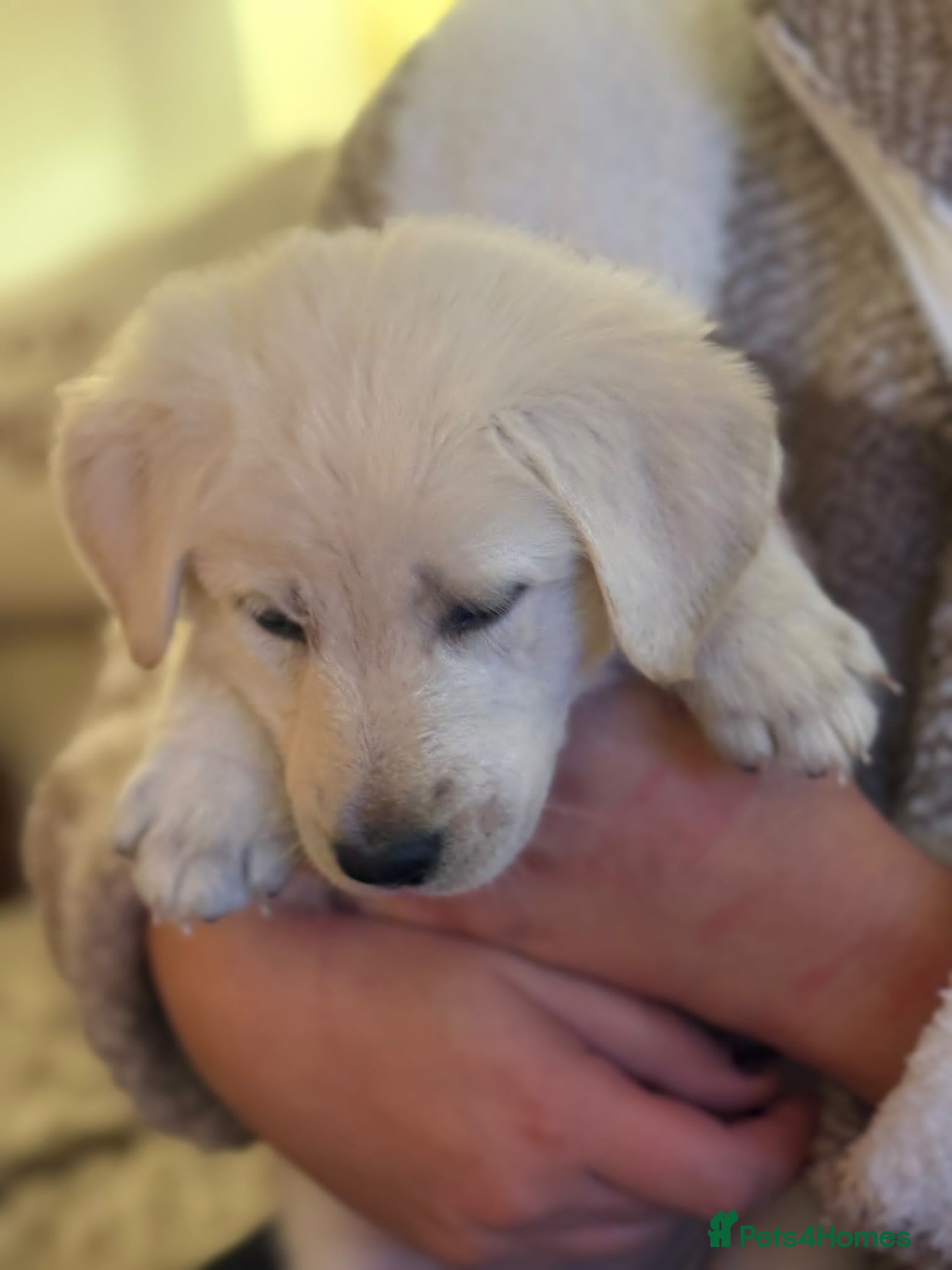 Golden Shepherd dogs 🐾Golden shepherd puppies 🐾 - Advert 1