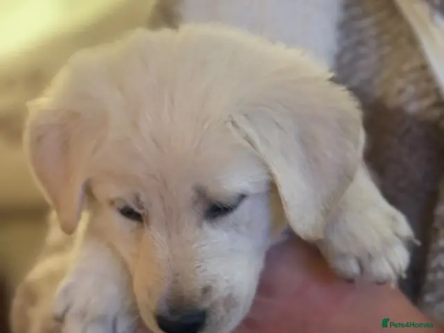 Golden Shepherd dogs 🐾Golden shepherd puppies 🐾 - Advert 2