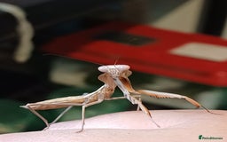 Praying Mantis invertebrates for sale: Older mantis- pre sub or sub adults  - Image 4