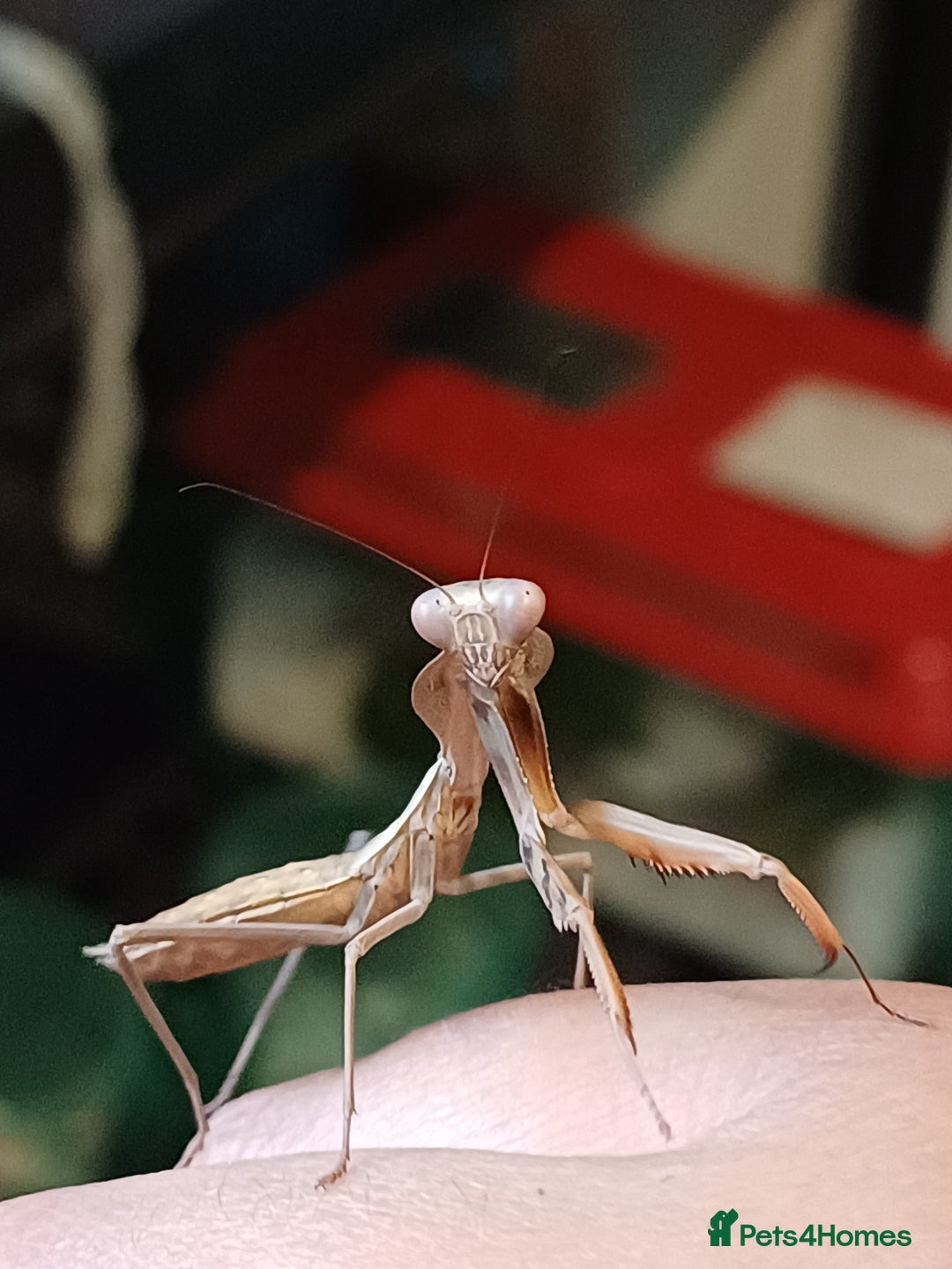 Praying Mantis invertebrates for sale: Older mantis- pre sub or sub adults  - Image 4