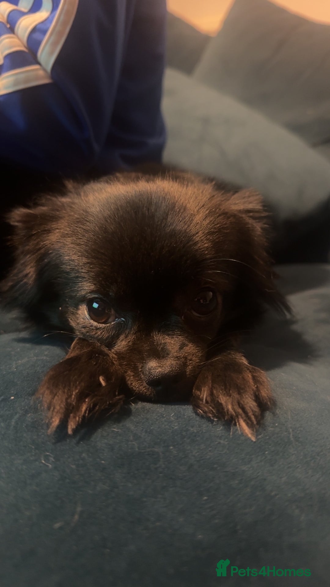 Chihuahua dogs for sale: Chihuahua puppies for sale - Advert 8